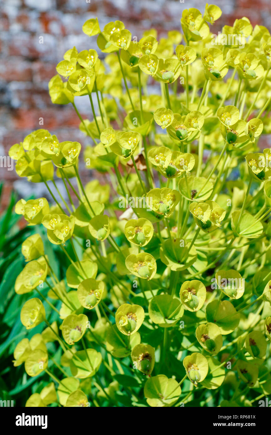 Yellow flowers of Euphorbia characias wulfenii (Mediterranean spurge) Stock Photo