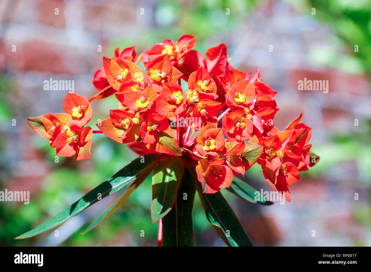 Orange red flowers of Euphorbia griffithii (Spurge) Stock Photo