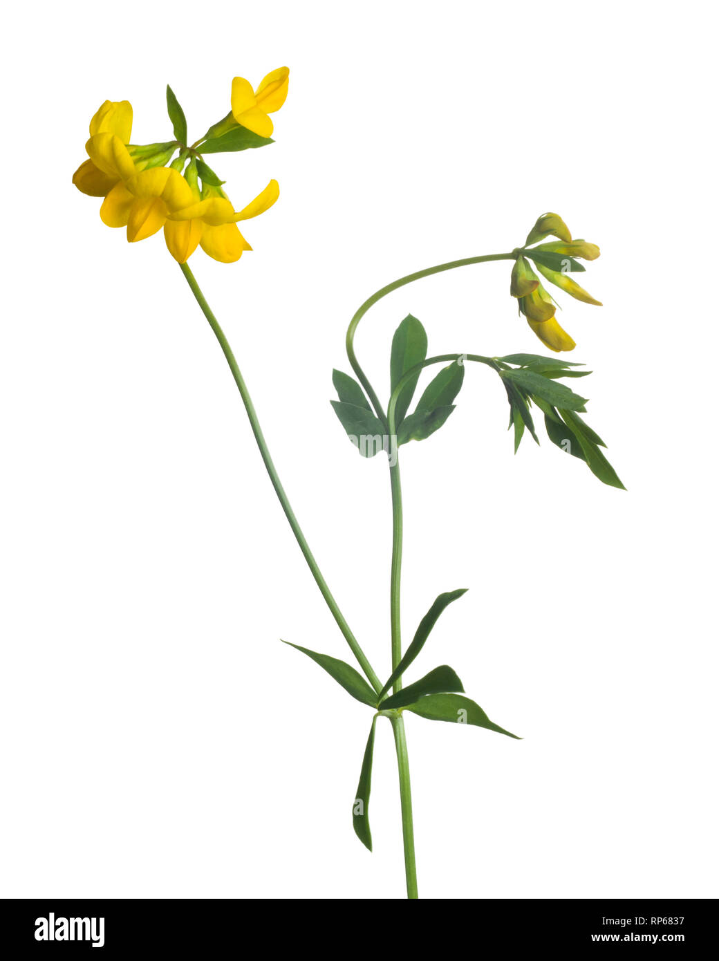 Yellow Bird's Foot Trefoil, Lotus corniculatus, against White