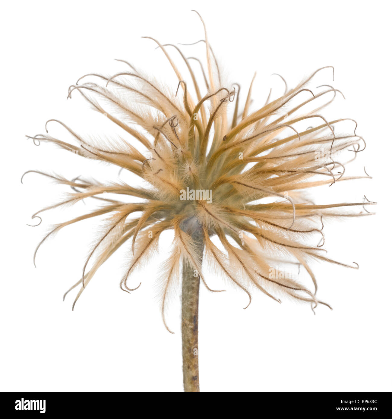 Clematis Seed Head against White Background Stock Photo