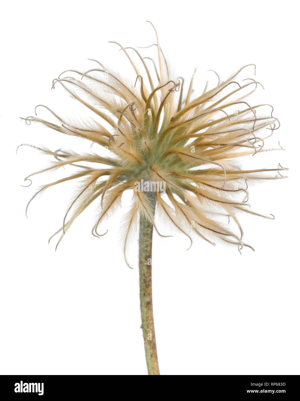 Clematis Seed Head against White Background Stock Photo