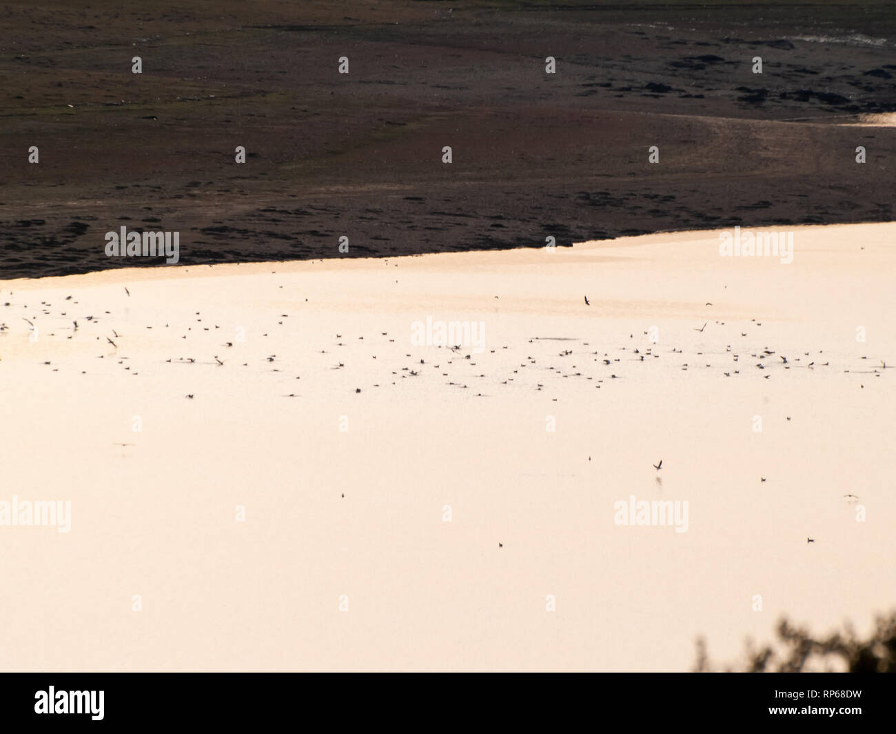 A flock of aquatic birds taking off in a lake at sunset Stock Photo