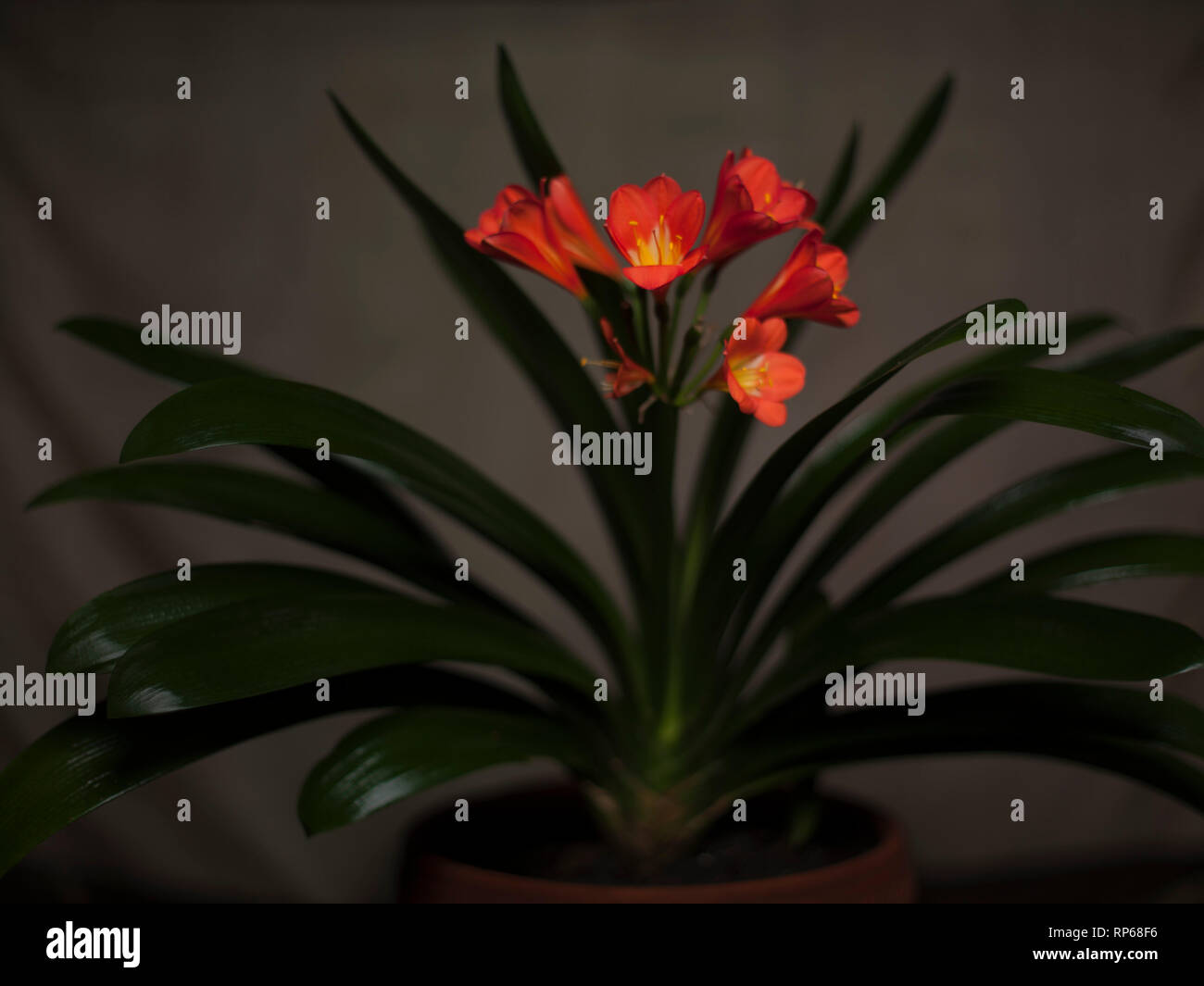 Orange Clivia with Long Green Leaves in Ceramic Pot Stock Photo