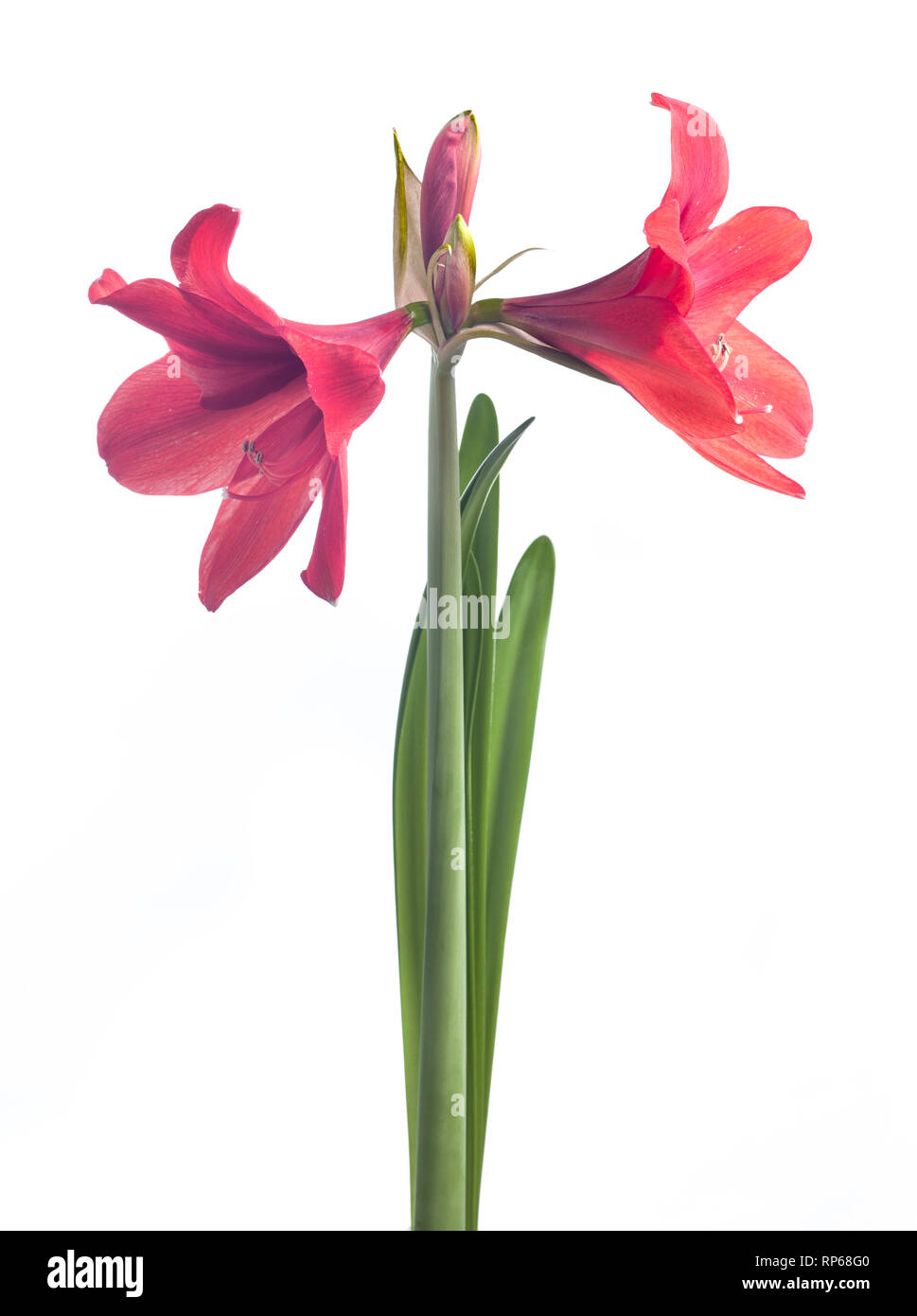 Red Amaryllis Flowers on Long Stem against White Background Stock Photo