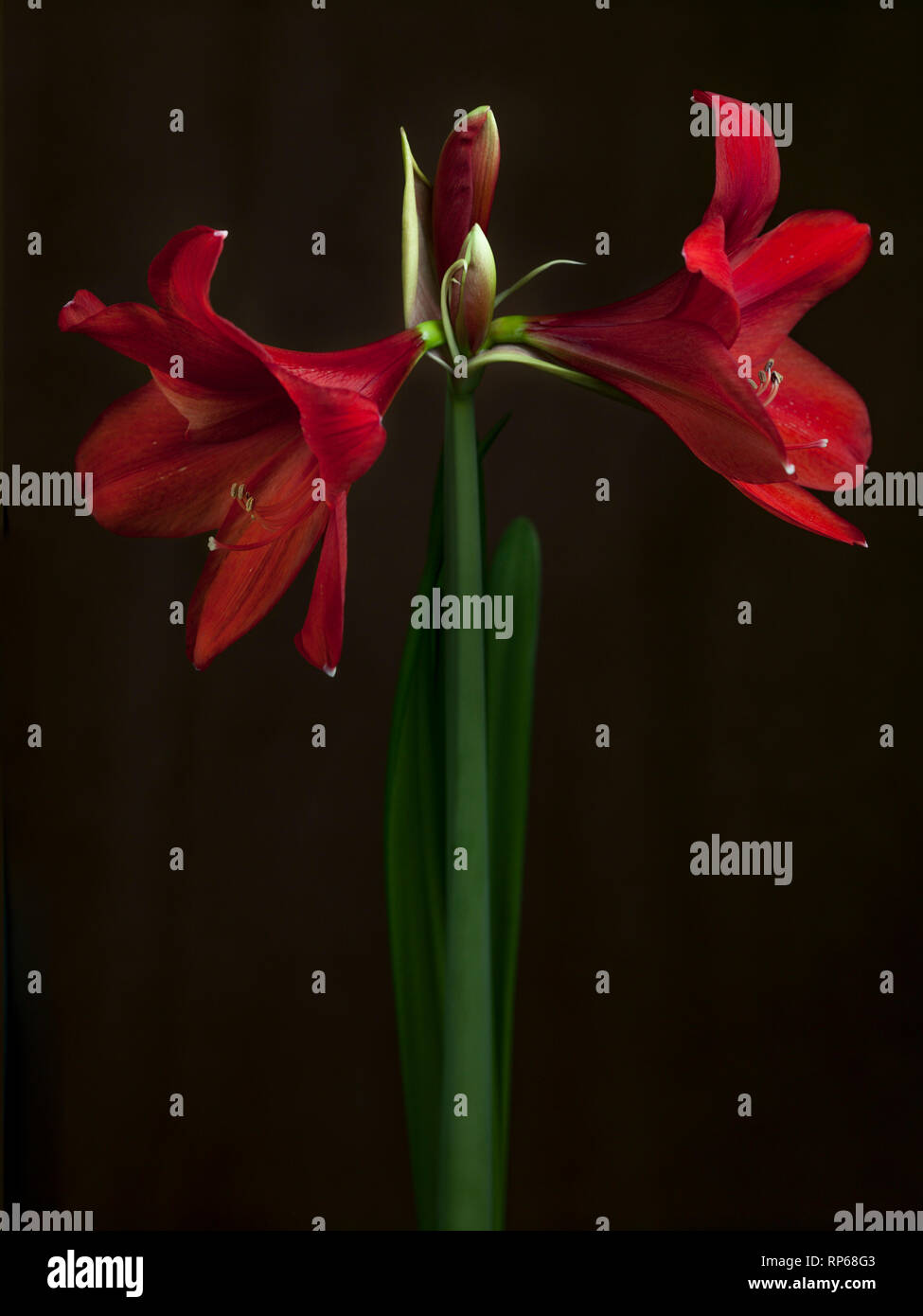 Red Amaryllis Flowers on Long Stem against Black Background Stock Photo