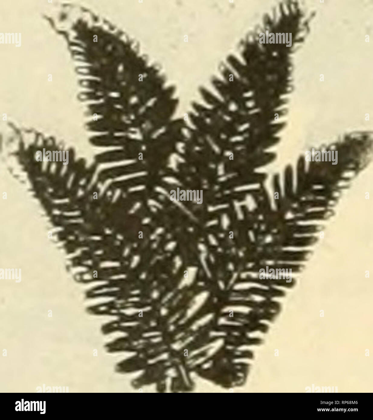 . The American florist : a weekly journal for the trade. Floriculture; Florists. Green Galax, in case lots of 10,000 $4 00 Bronze Galax, in case lots of 10,000 4 50 Green Leucothoe Sprays, any quantity, $2.00 per 1000 Bronze Leucothoe Sprays, " " 2.50 " " Fancy and.Dagger Ferns, in case lots of 5,000, $3 25 A sample shipment will catch you. 9 •) T. J. RAY & CO., Elk Park, N. C. ) HENRY M. ROBINSON & WHOLESALE AND COMMISSION FLORISTS, Florists' Supplies and Hardy Cot Evergreens. Telephones: Main 2617-2618. 15 Province St., RA^TrtM 9 Chapman Place, DU31UH, Hardy Cut D Stock Photo