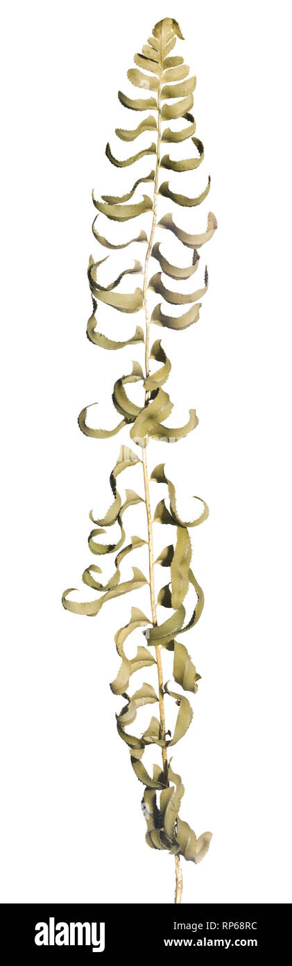Dried Ebony (or Brownstein) Spleenwort, Asplenium platyneuron, Dried Fern against White Background Stock Photo