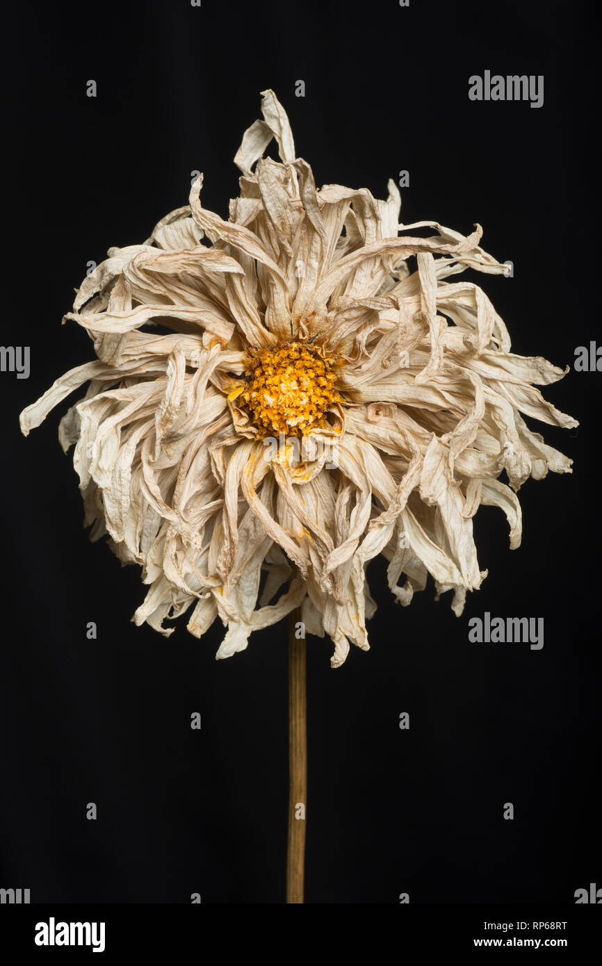 Dried Dahlia Flower against Black Background Stock Photo Alamy