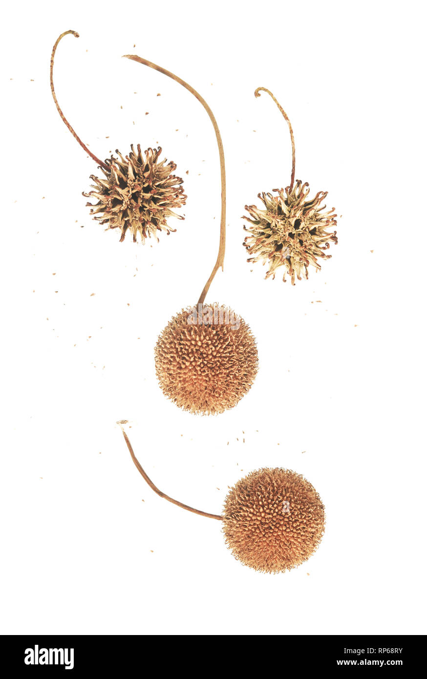 Sycamore Seed High Resolution Stock Photography And Images Alamy Sycamore Seed High Resolution Stock Photography And Images Alamy