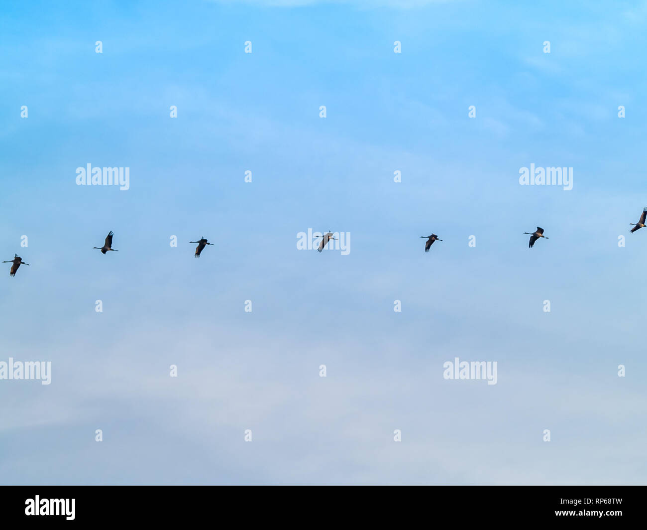 A flock of common cranes (Grus grus) flying in the cloudy sky Stock ...