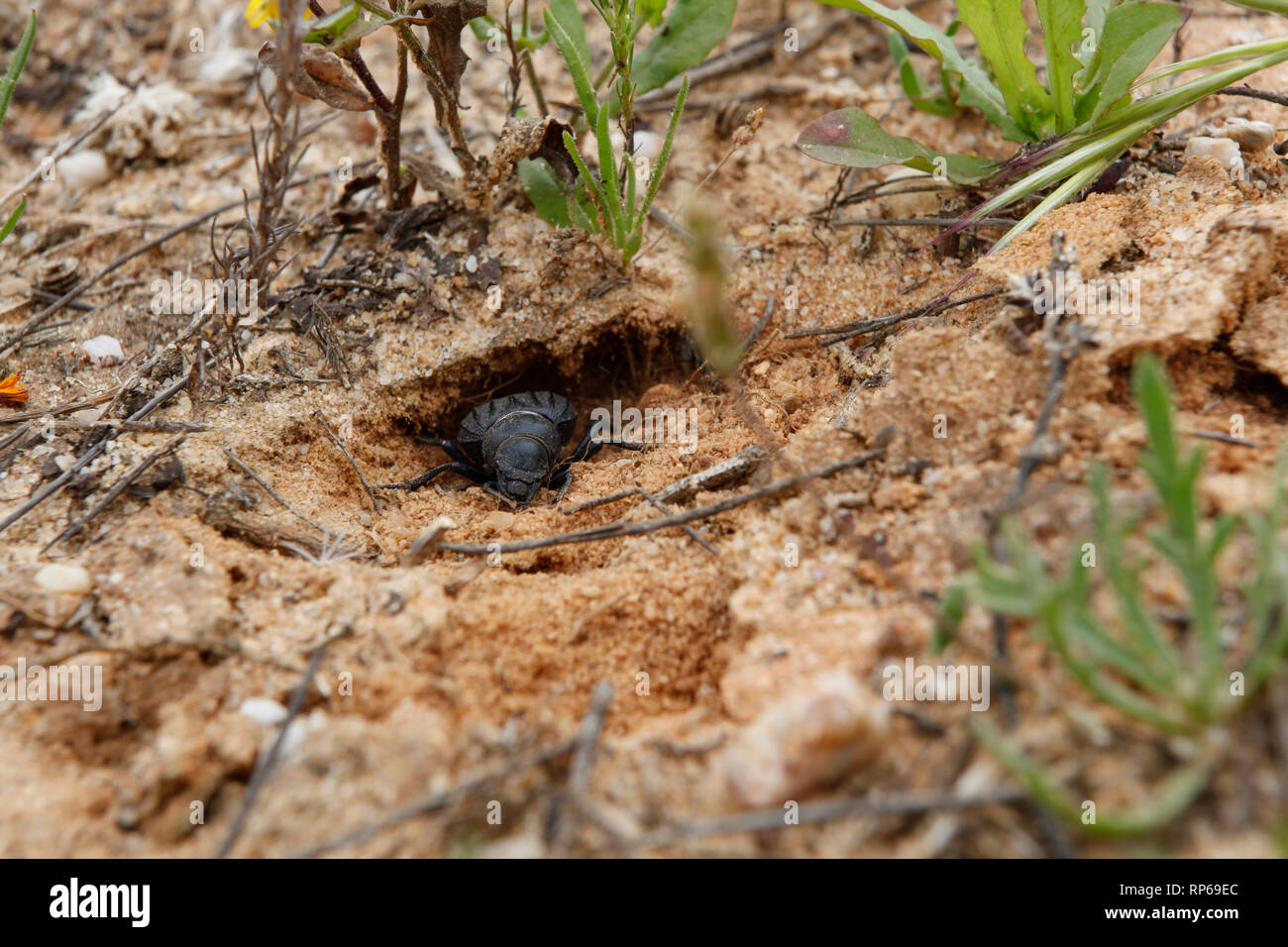 A beetle dig a hole in the ground, so he can find protection in his refuge. Stock Photo
