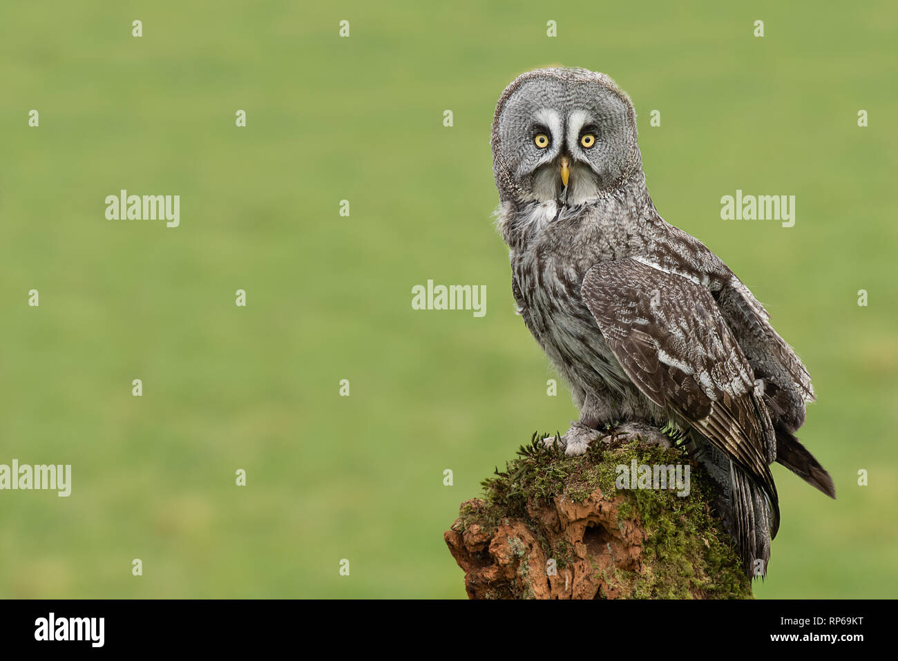 A great grey gray owlIs perched on an old tree stump in the middle of a filed. It is looking straight at the camera and is offset to the right Stock Photo