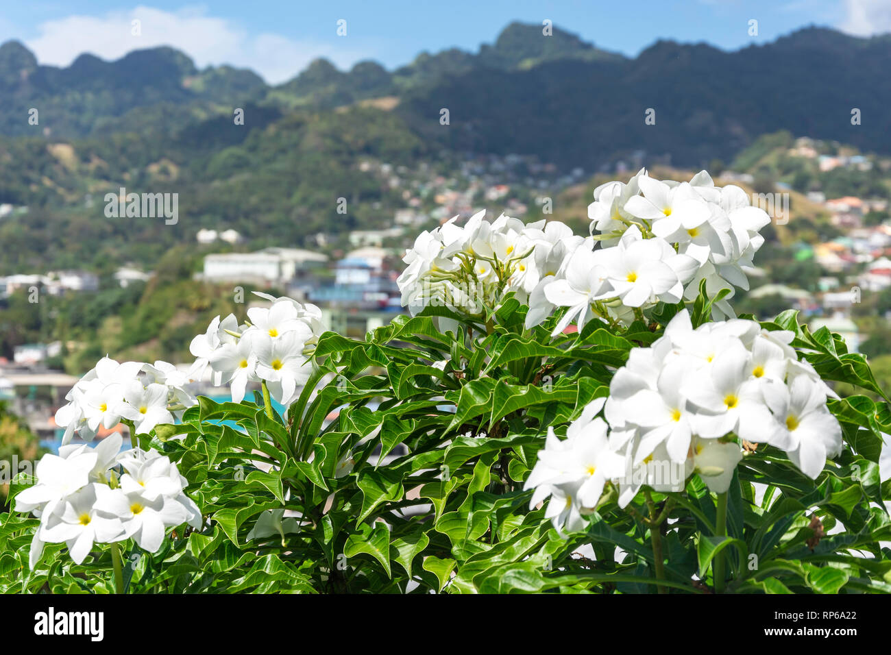 White Frangipani (Plumeria) flowers in garden, Sion Hill,, Kingston, Saint Vincent and the Grenadines, Lesser Antilles, Caribbean Stock Photo
