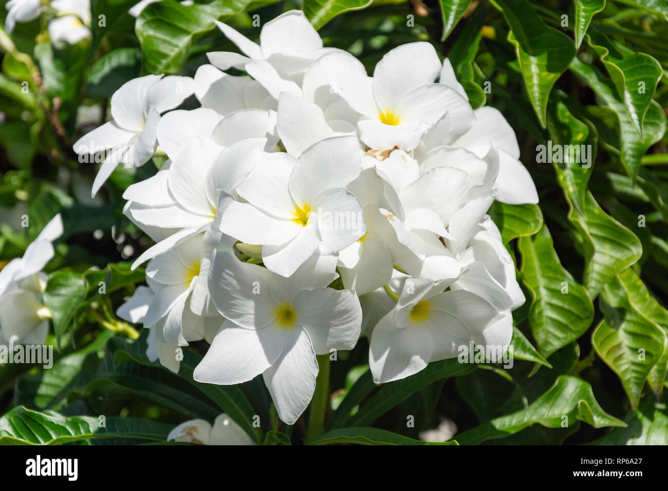 White Frangipani (Plumeria) flowers in garden, Sion Hill,, Kingston, Saint Vincent and the Grenadines, Lesser Antilles, Caribbean Stock Photo