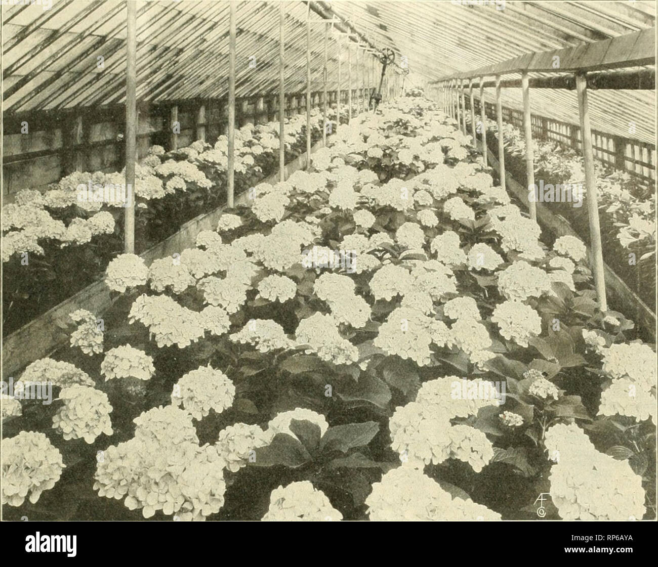 . The American florist : a weekly journal for the trade. Floriculture; Florists. igri. The American Florist.. HYDRANGEAS AT THE DONALDSON GREENHOUSES, MINNEAPOLIS, MINN. money-making. Well, sir,&quot; concluded the would-be florist, &quot;if you know of anybody looking for greenhouses, please send him around. I'll sell out cheap.&quot; Now here is a case of a man who, because the florists' business looked good to him, did not at all hes- itate to dispose of his coal business, and to embark in something he did not know anything about. Can we imagine a carpet-weaver or a doctor undertaking their Stock Photo