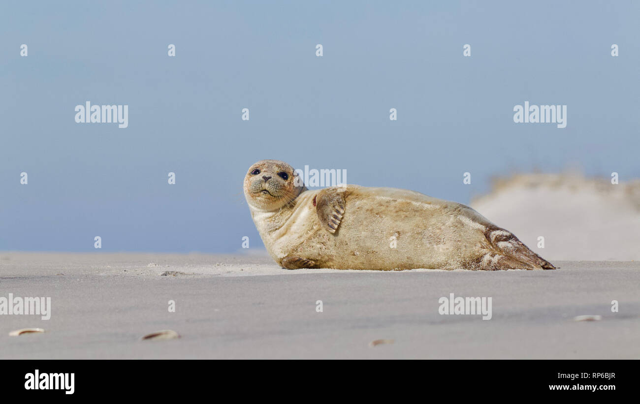 A young Seal sunbathes on the beach at low tide on Long Beach Island, New Jersey, on the coast of the Atlantic Ocean Stock Photo