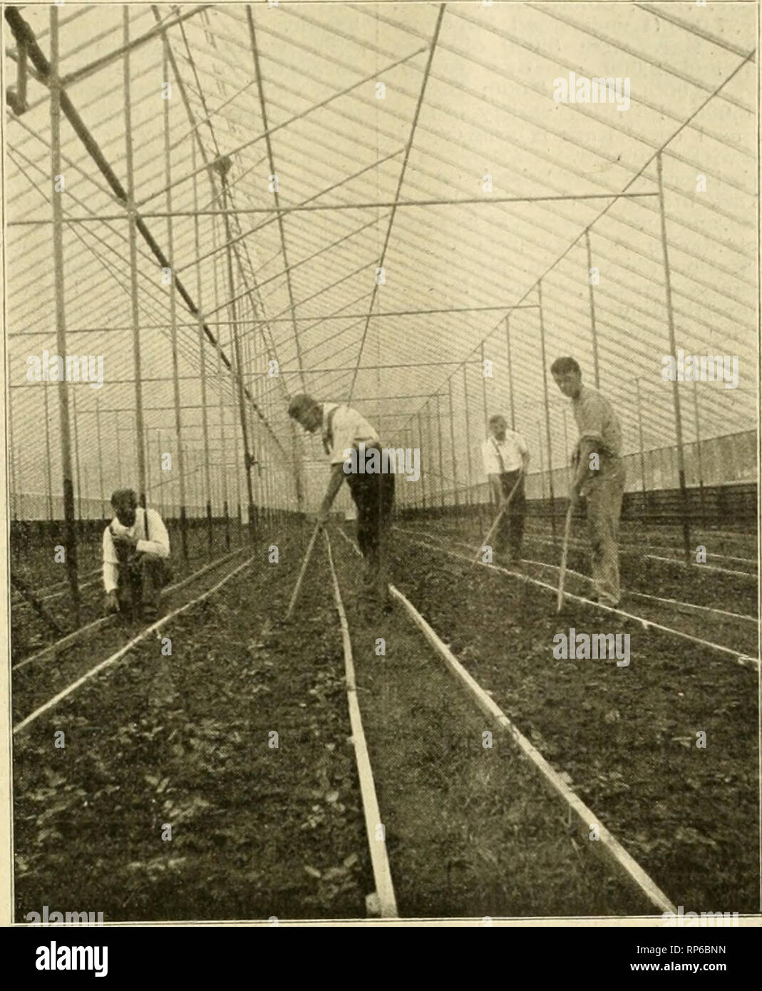 . The American florist : a weekly journal for the trade. Floriculture; Florists. igor. The American Florist. 172T to Mrs. Fiske. Mrs. Burke-Roche silver cup for 100 roses went to Mrs. C. Van- derbilt, Jr., with a second prize to Com. Gerry and a third to Mrs. Twombly. The Gerry prize for display of hothouse plants and palms was won by Mrs. Fiske. first, Mrs. Wells, second, and Mrs. Goelet, third. The Lorillard prizes for caladiums and ferns went to Mr. Ber- wynd, first, and Com. Gerry, second. The judges were Messrs. Bruce Butter- ton, Fred. Smytbe and R. Gardner. Mrs. Perry Belmont's special  Stock Photo