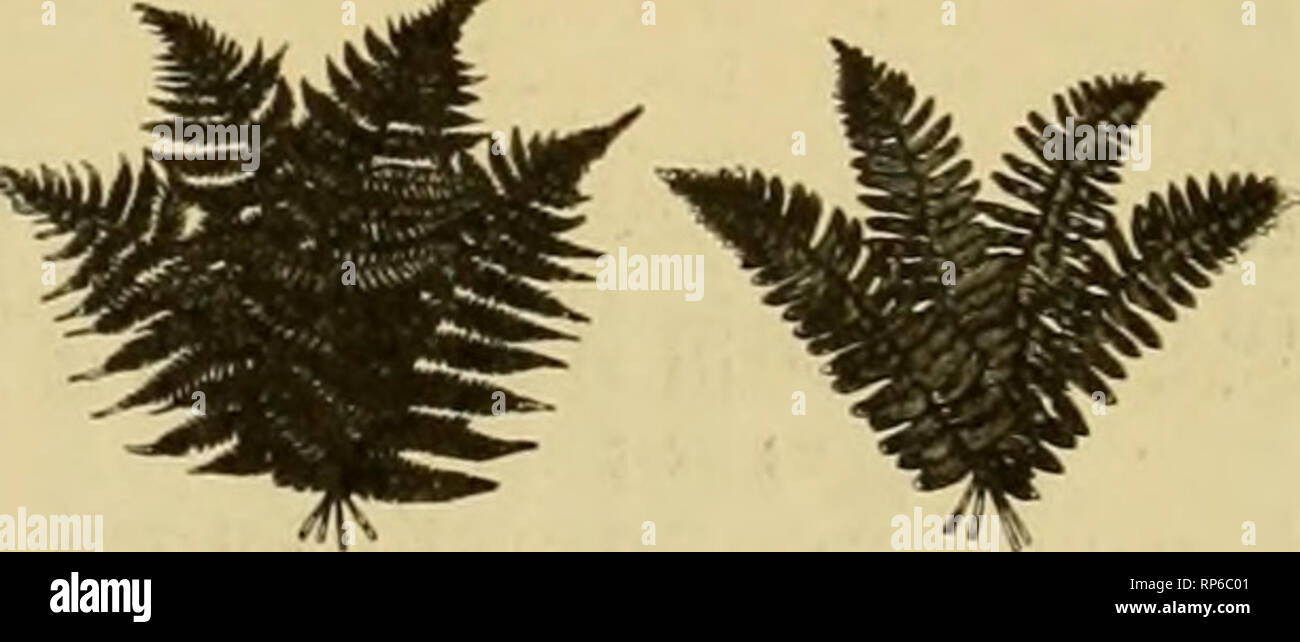 Victoria prinz hires stock photography and images Alamy