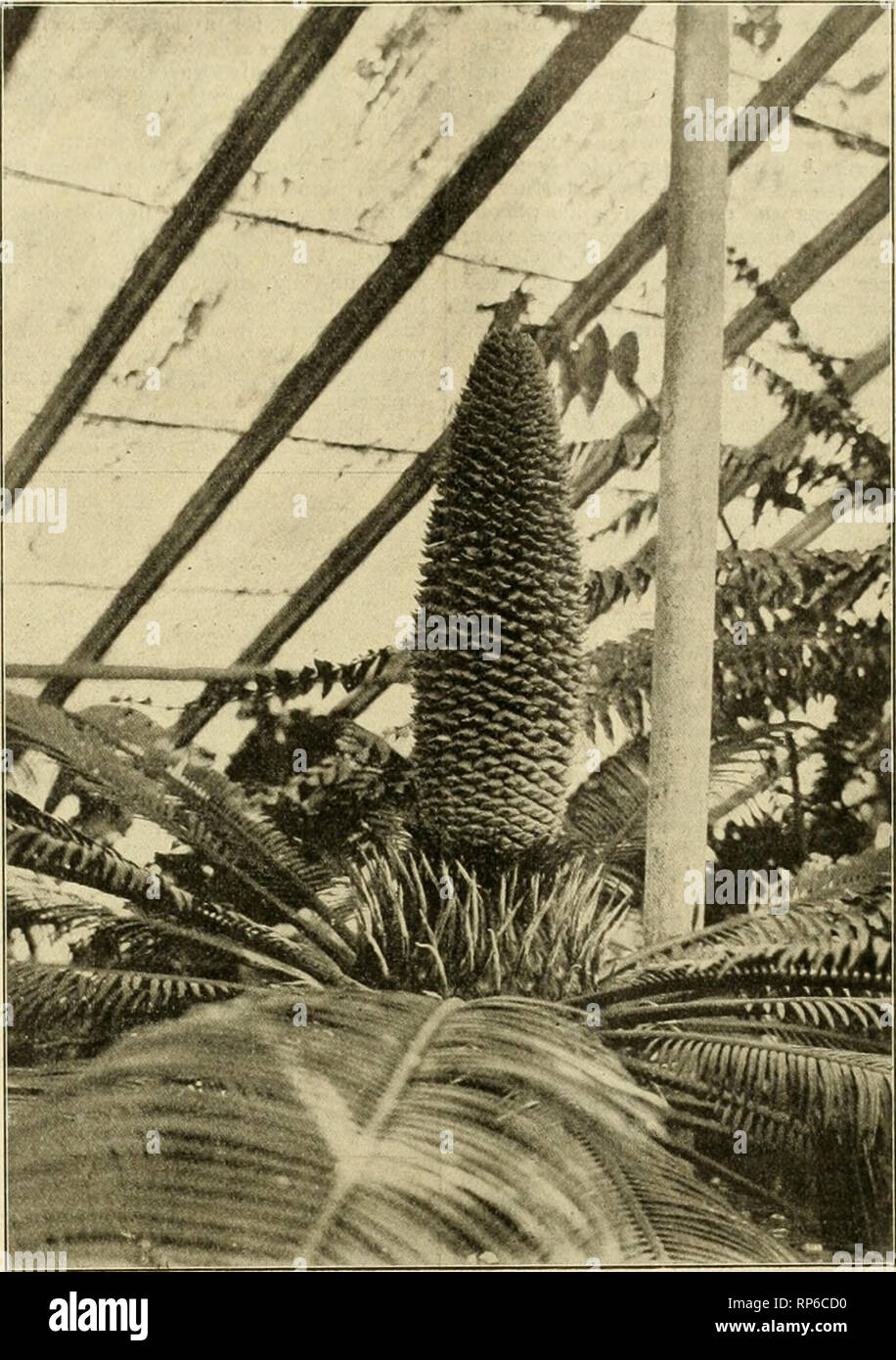 . The American florist : a weekly journal for the trade. Floriculture; Florists. tgot. The American. Florist. 1699 Cycas Revoluta in Bloom. Ed. Am. Florist:—Thinking possibly you would be interested, I have the pleasure of sending by this mail a photograph of Cycas revoluta that I have had in bloom in my greenhouse for the past six or seven weeks; in fact, the bloom first made its appearance some time in May, and later on developed into a cone-like flower fully nineteen inches in height. As near as I can tell, the plant is from thirty-five to forty years old, but there is a diversity of opinio Stock Photo