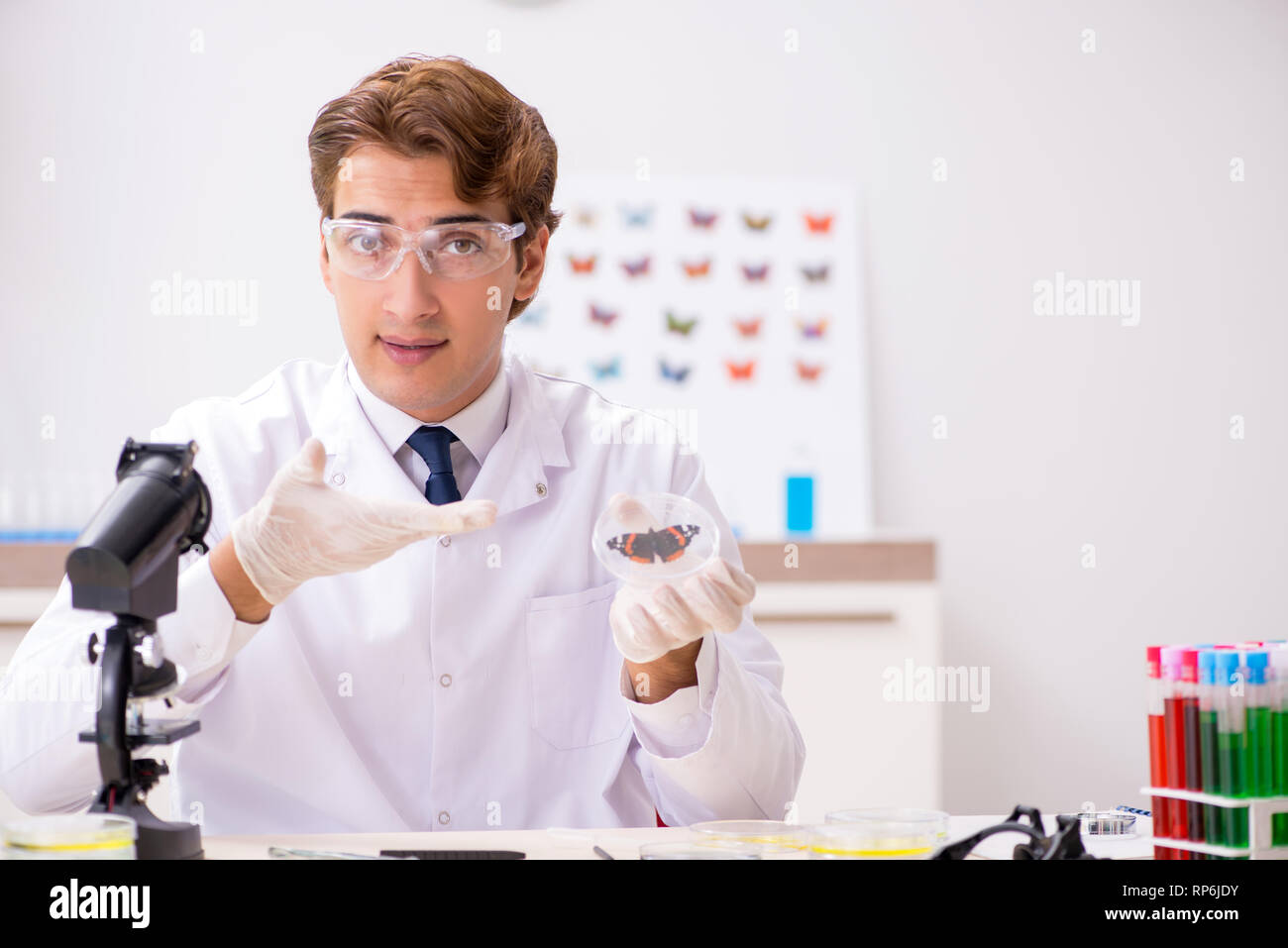 Scientist entomologist studying new butterfly species Stock Photo - Alamy