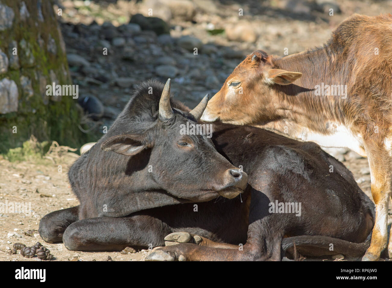 Young Zebu type, humped back cattle, each seeking a response from the other. Interactive play and self-recognition being exacted from the other. India. Stock Photo