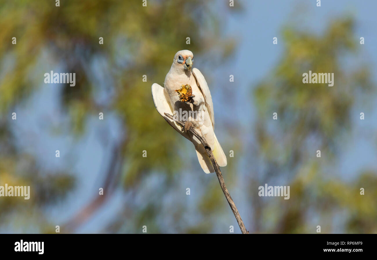 Little Corella, Cacatua sanguinea, a type of parrot perched in a tree feeding on a small melon. Stock Photo