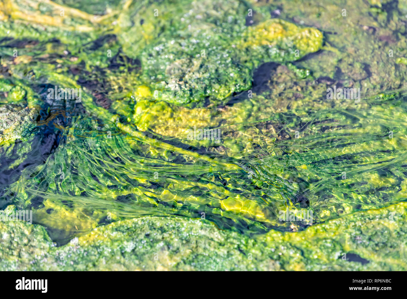 Hveragerdi Hot Springs river in Reykjadalur, during autumn summer in south Iceland on golden circle abstract closeup of green yellow bacteria color pl Stock Photo
