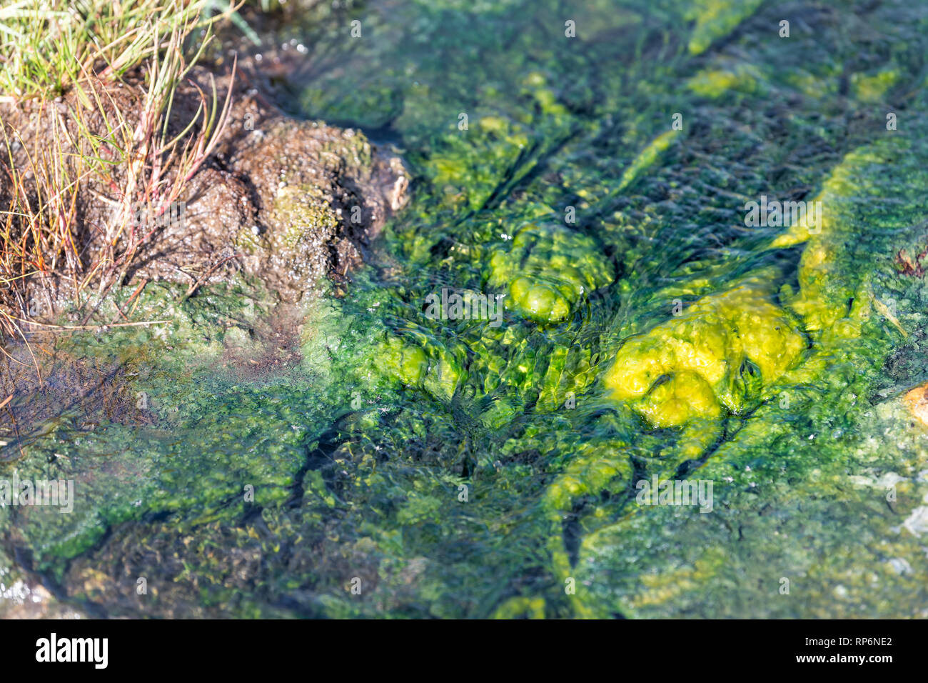 Hveragerdi Hot Springs river in Reykjadalur during autumn in south Iceland on golden circle abstract closeup of green yellow bacteria color plants in  Stock Photo