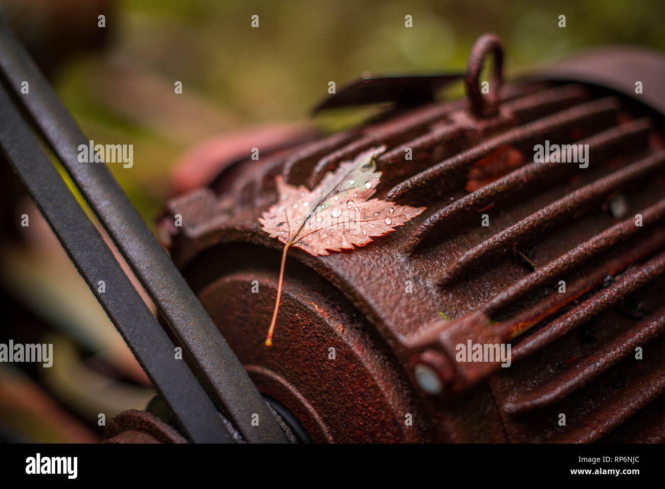 Morning dew on leaf resting on abandoned oil rig in Allegheny National Forest, PA Stock Photo