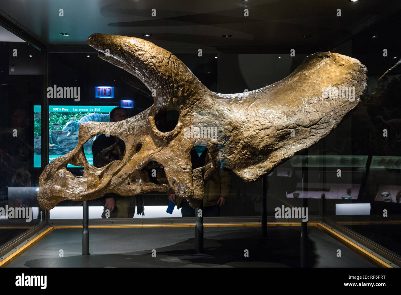 Fossil skull of a Triceratops in display. The Field Museum. Chicago