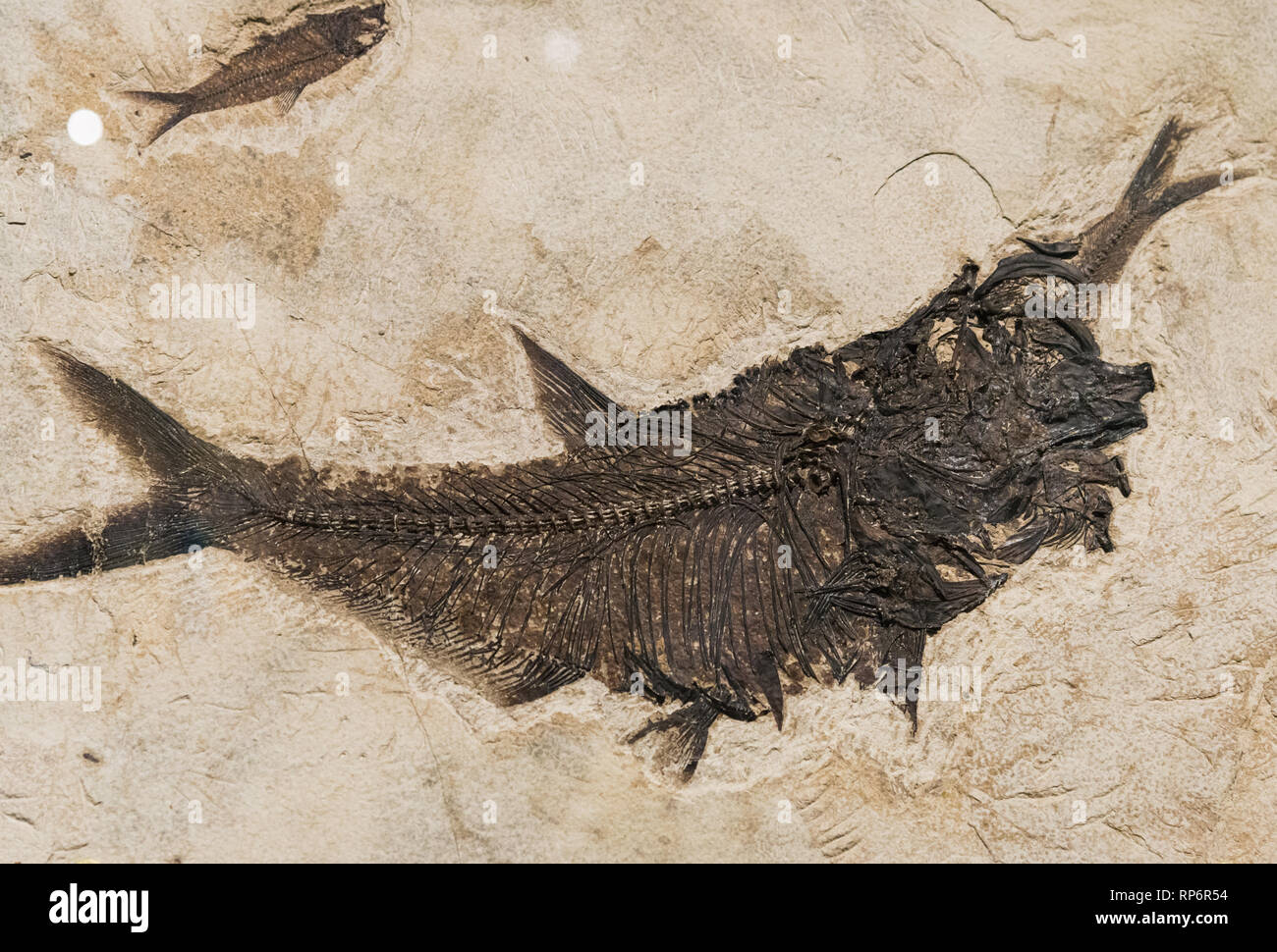 Fossil fish (Diplomystus dentatus) eating a Herring (Knightia eocaena). Eocene age. The Field Museum. Chicago, Illinois, USA. Stock Photo