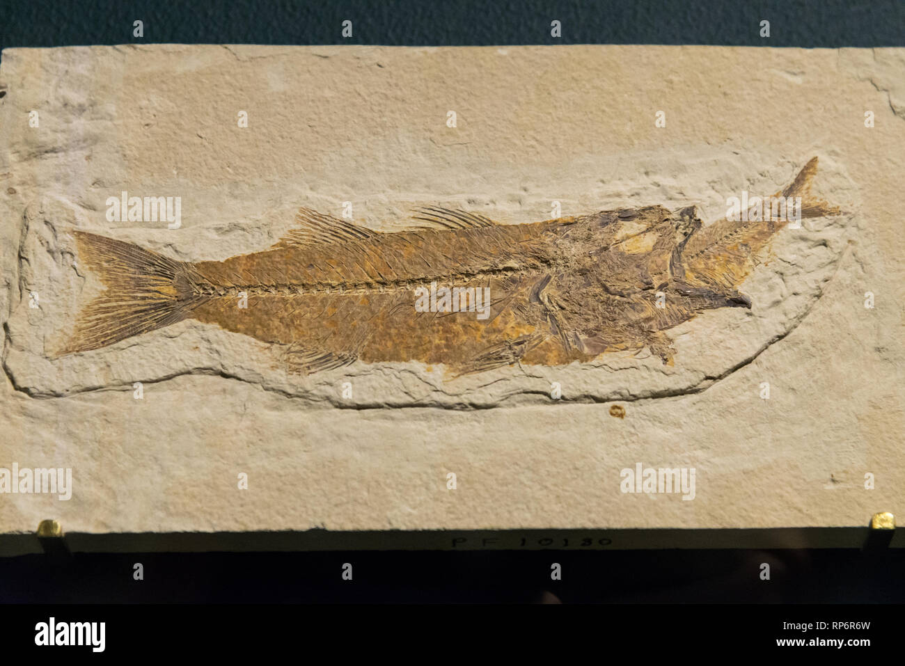 Fossil Spiny-finned Fish (Mioplosus labracoides) eating a Herring (Knightia eocaena). Eocene age. The Field Museum. Chicago, Illinois, USA. Stock Photo