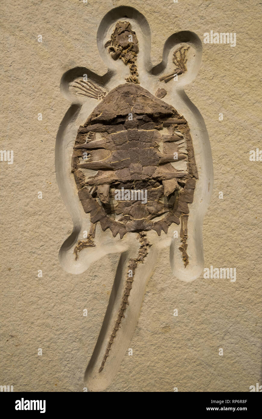 Fossil turtle of Eocene age. The Field Museum. Chicago, Illinois, USA. Stock Photo
