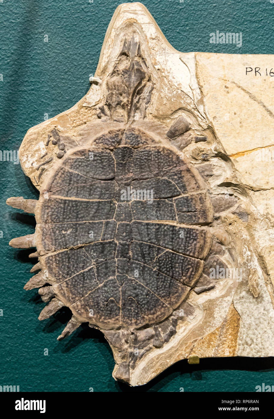 Fossil Soft-shelled Turtle (Plastomenus sp.) of Eocene age. The Field Museum. Chicago, Illinois, USA. Stock Photo