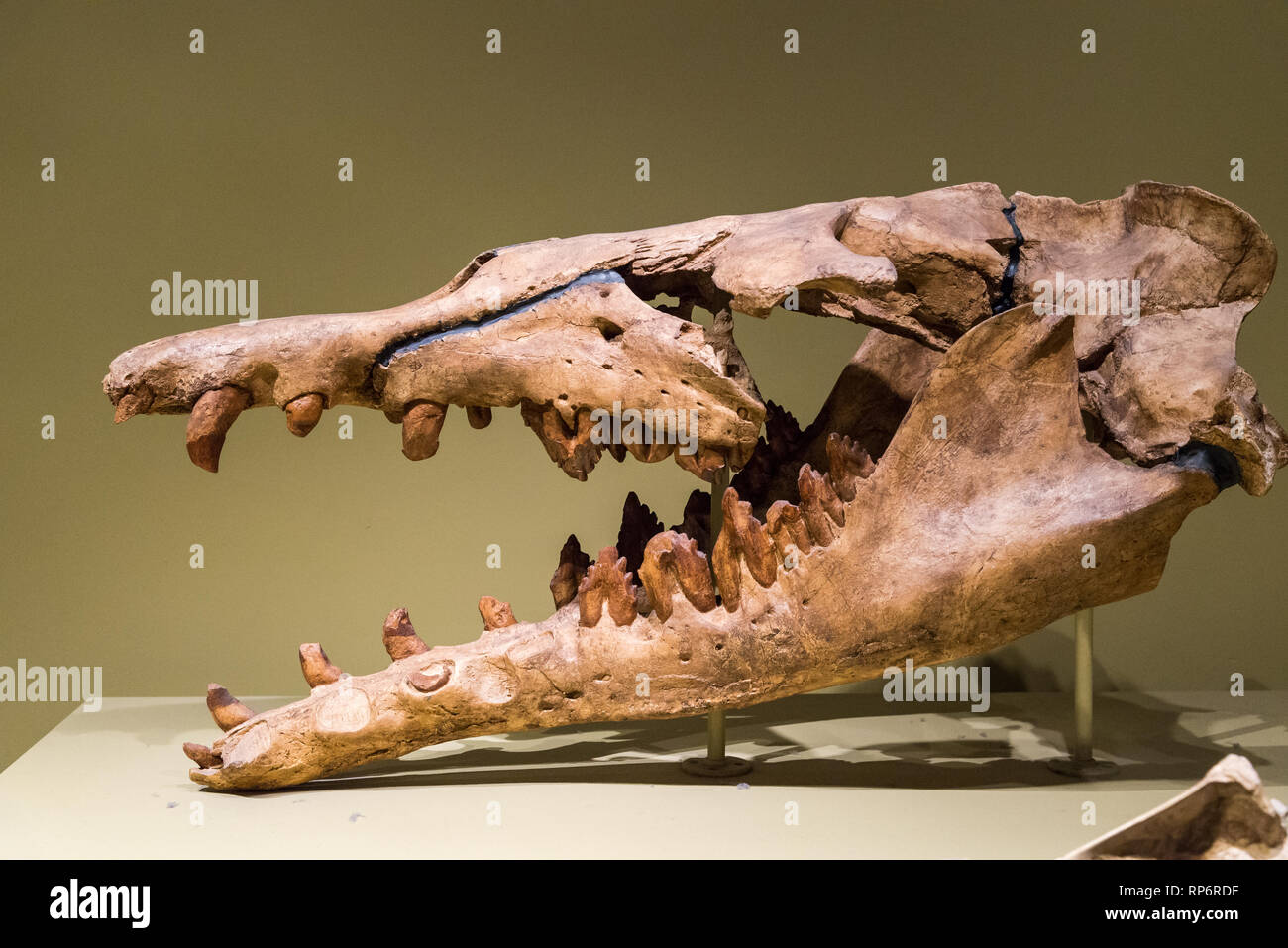Fossil Skull Of An Ancestor Whale Basilosaurus Of Eocene Age Mammals Of Ice Age Exhibit The Field Museum Chicago Illinois Usa Stock Photo Alamy