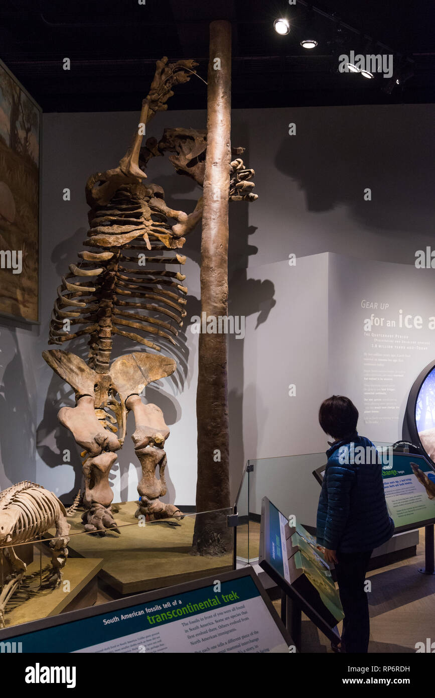 Fossil skeleton of a Giant Ground Sloth (Megatherium americanum). Mammals of Ice Age exhibit. The Field Museum. Chicago, Illinois, USA. Stock Photo