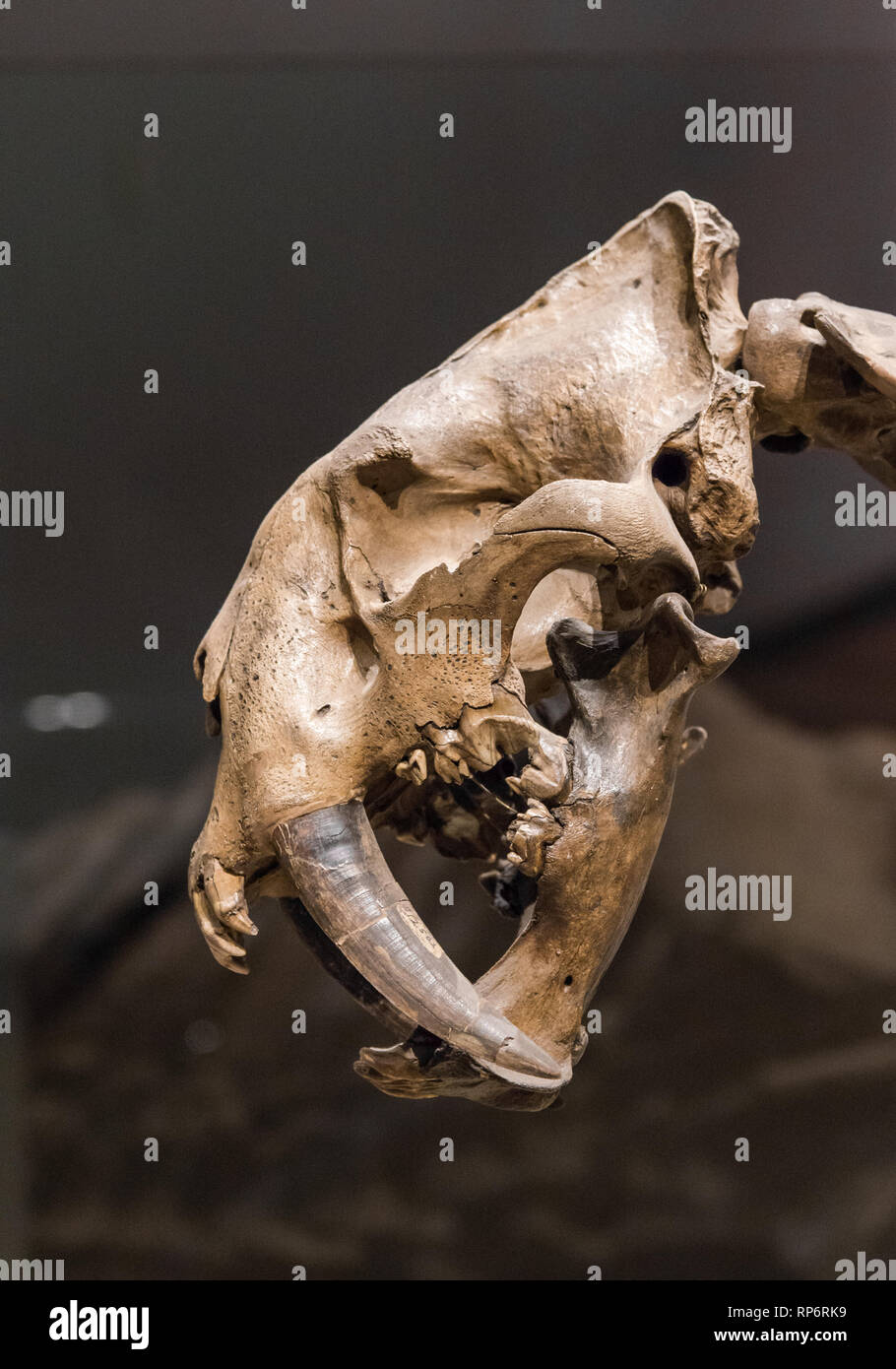 Fossil skull with long maxillary canine teeth of a Saber-toothed Cat Smilodon. Mammals of Ice Age exhibit. The Field Museum. Chicago, Illinois, USA. Stock Photo