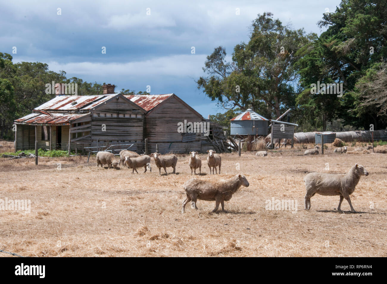 Dilapidated sheep farm at Bambra, southwestern Victoria Stock Photo