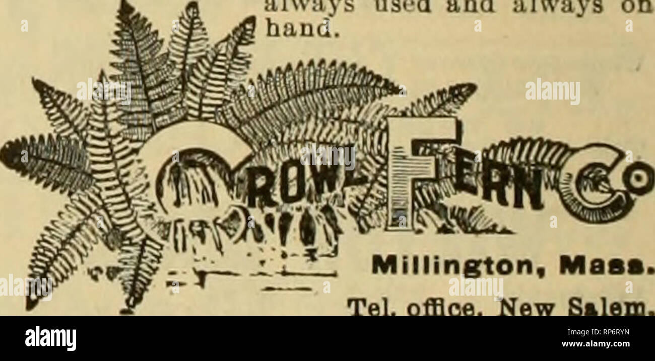. The American florist : a weekly journal for the trade. Floriculture; Florists. Roses, Carnations and all kinds of Seasonable Flowers in stock, WU Z VACTINft Wholesale Com nniB ra IVHOIIIllli mission Florist 481 Washington St., Buffalo. N. Y. Dealer in Florists' Supplies and Wire Deslgni. Open from 7:00 A. M. to 8:00 P. M. SOUTHERN SMILAX. ^5.50 per (^"ase of 50 lbs. Try it when j'ou want Sinilux. Fancy or Oaoger Ferns. $1.00 per lOCO. Dis- count on lar^e orders. Galax, Mrnze or Green, 75c per moo. New crop Laurel Festooning, best in liie world, 4<_-, 5c and 6i; per yd. Once used alwa Stock Photo