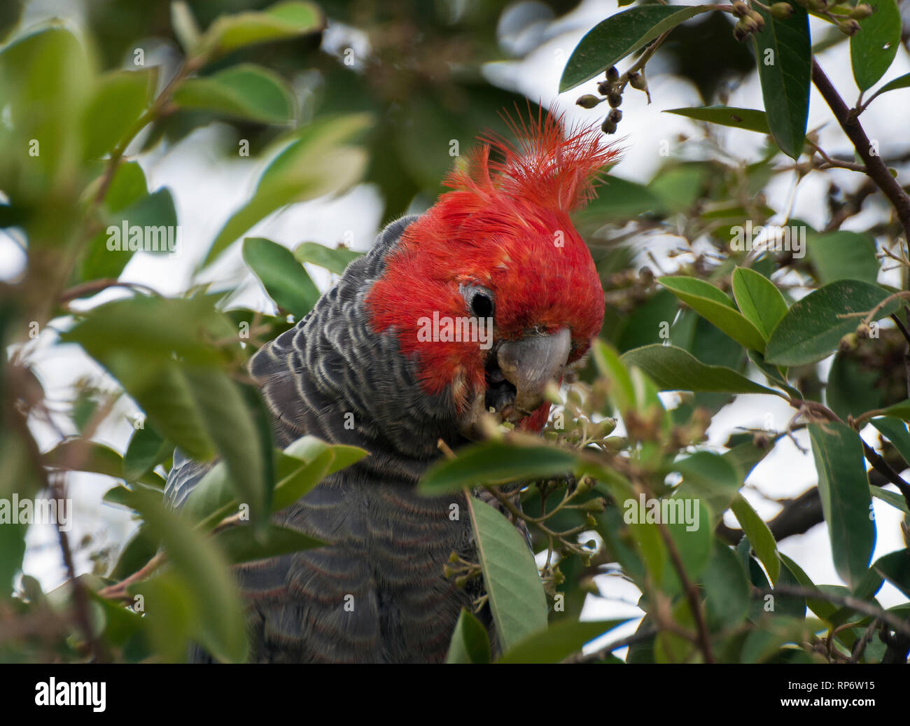 gang gang cockatoo for sale victoria