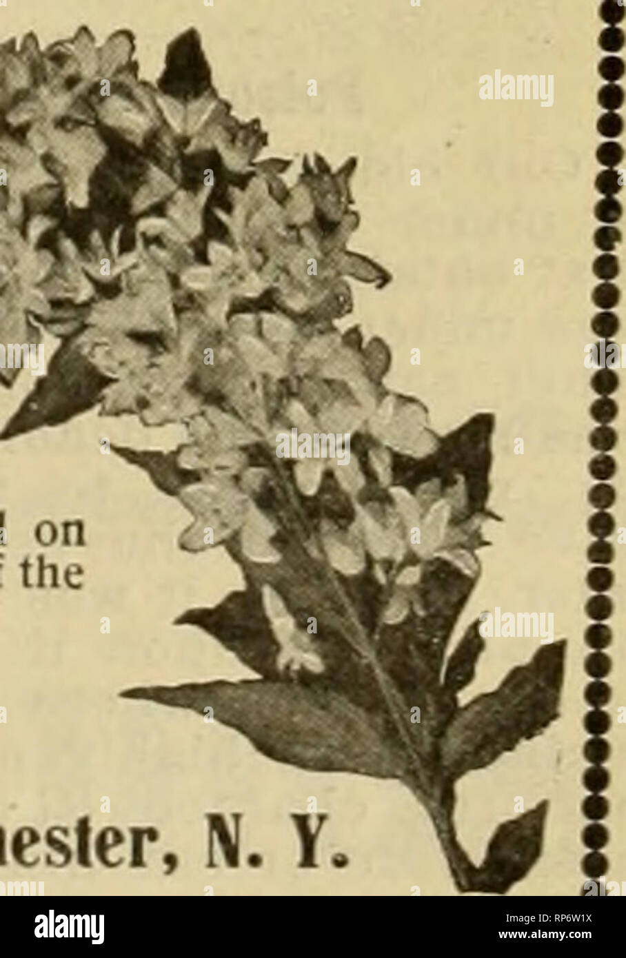 . The American florist : a weekly journal for the trade. Floriculture; Florists. tgio. The American Florist. 4fi5 Norway Maples... Specimen trees 14-18 ft.. 2 4 id. dia. Rhododendron Hybrids 1-3 ft. Best varieties and colors. Rhododendron Maximum (Th..- Natives).2b ft, in car lots; fine plants. Koster Blue Spruce, 4 5 ft. and 5 6 ft. California Privet for hedge Fine plants. 2-3 ft and 3 4 ft. A large assortment of Fruit, Shade and Orna- mental trees and Shrubs. Write for prices Catalogue mailed upon reauest. MORRIS NURSERY CO., Sales Office. ] Madison Ave., New York. Extremes Meet MINIMUM COST Stock Photo