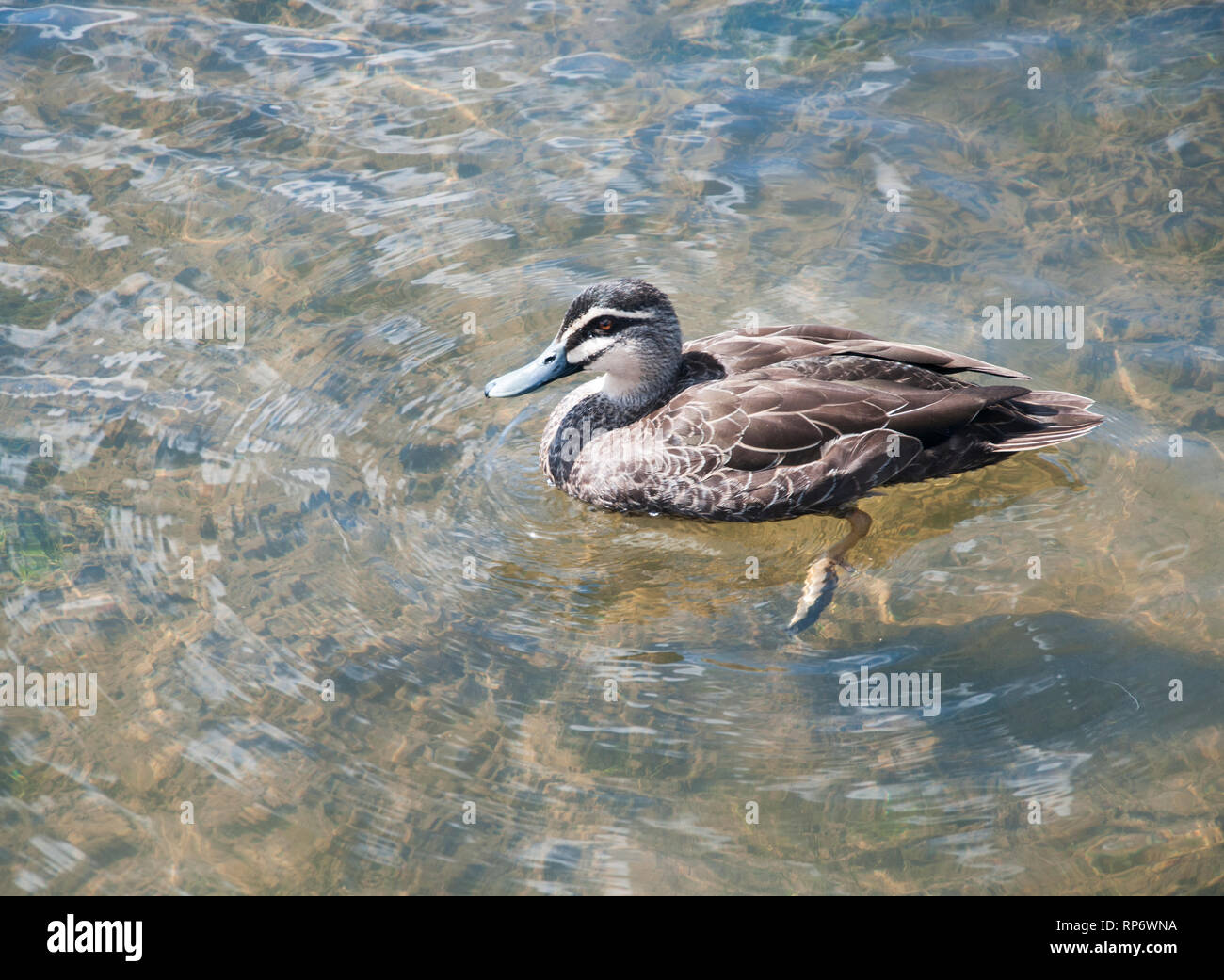 Duck paddling hires stock photography and images Alamy