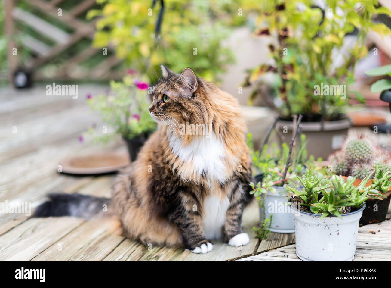 Calico Maine Coon Cat Sitting Outside On Deck By Wooden Fence And