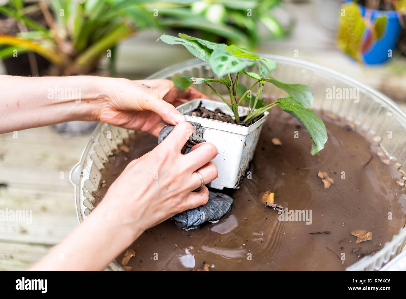 Woman hand holding potted calathea zebra peacock plant with dirt closeup and soil pot flowerpot outside home garden backyard washing with water planti Stock Photo