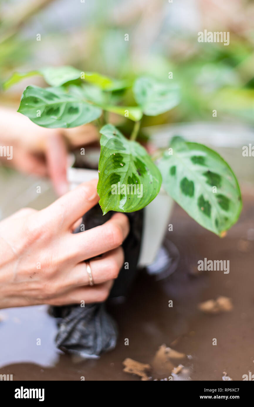 Woman hand holding potted calathea zebra peacock plant with dirt vertical closeup and soil stem pot flowerpot outside home garden backyard washing wit Stock Photo