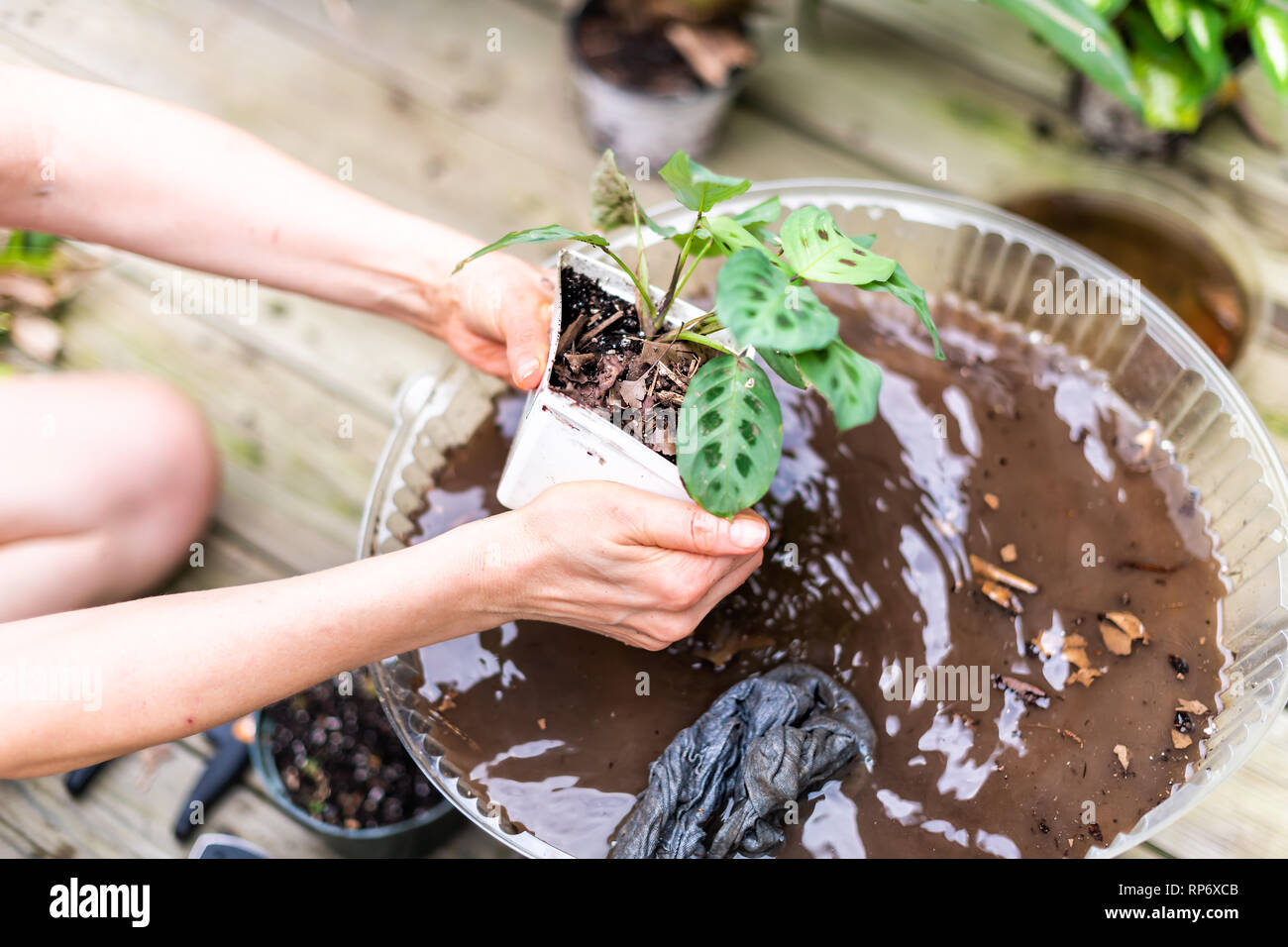 Woman hand holding potted calathea zebra peacock plant with dirt and soil pot flowerpot outside home garden backyard washing with water planting seedl Stock Photo