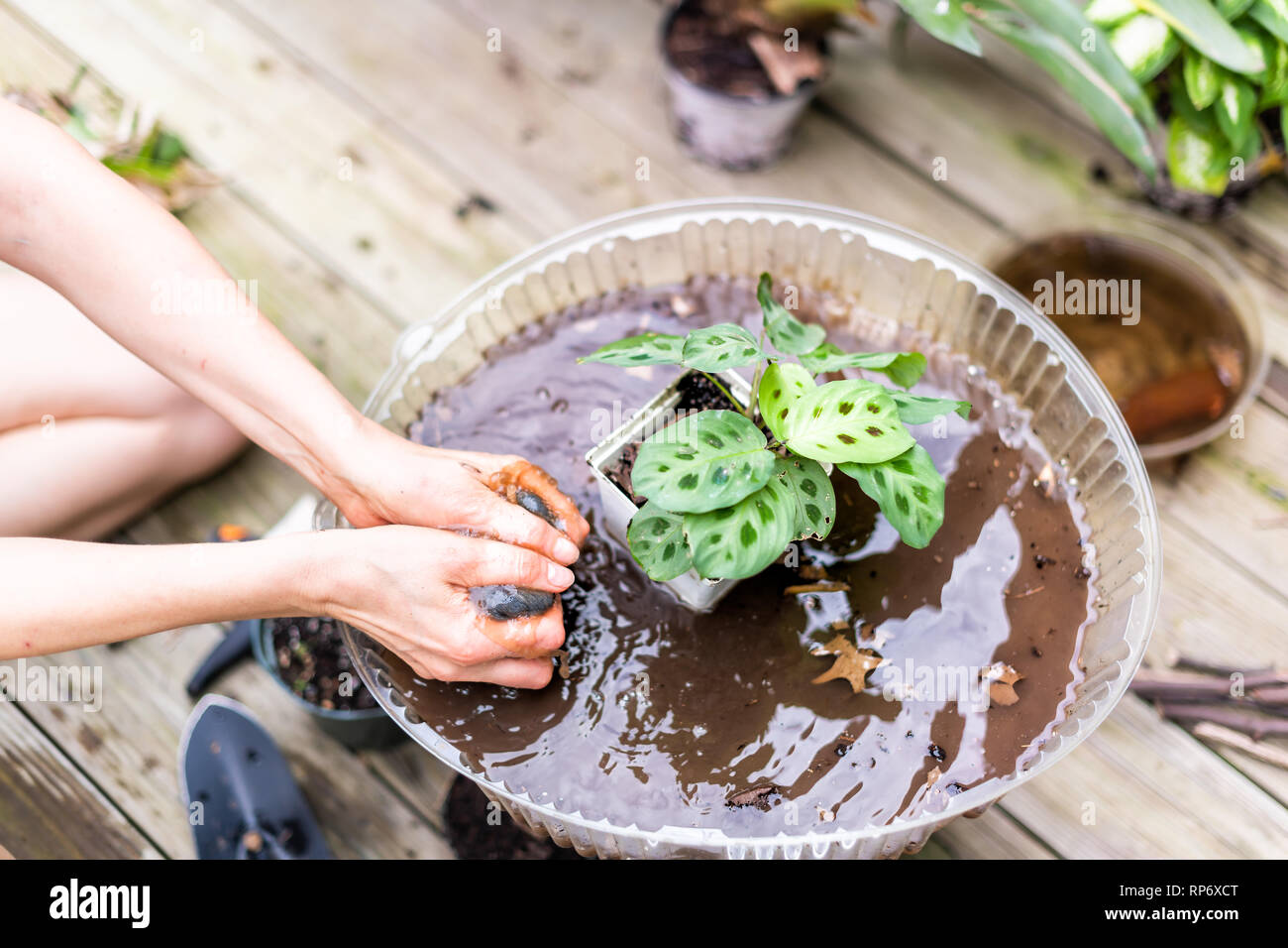 Woman hand washing potted calathea zebra peacock plant with dirt and soil pot flowerpot outside home garden backyard with water planting seedling Stock Photo