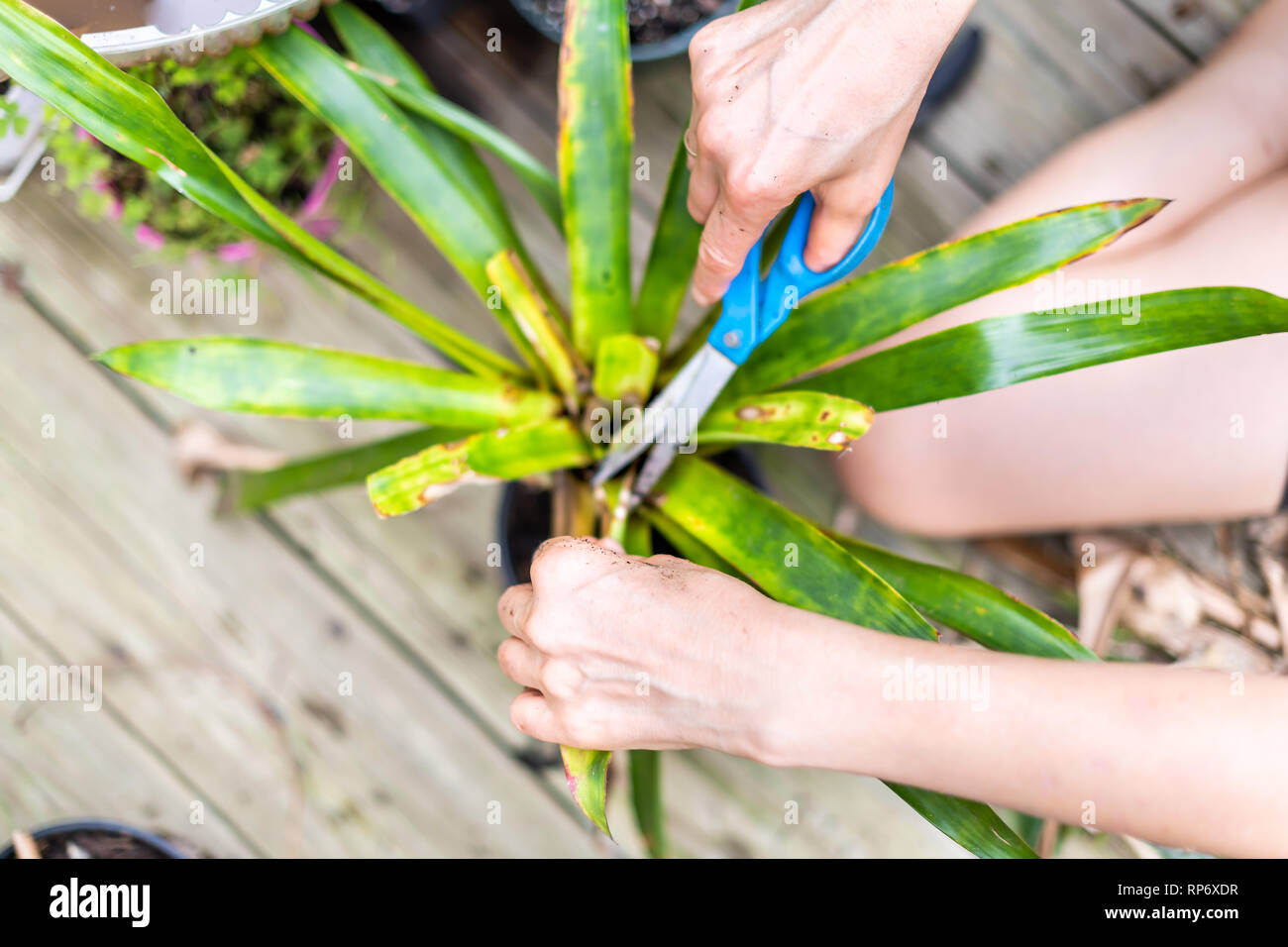 Woman on wooden deck floor and potted dracena green plant pot flowerpot outside home garden backyard cutting with scissors Stock Photo