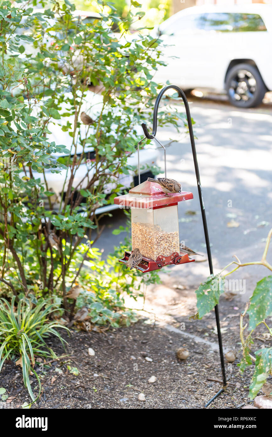 House sparrow birds perched on plastic feeder on pole sitting eating feed millet seeds outside in hanging garden vertical view of Washington DC urban  Stock Photo