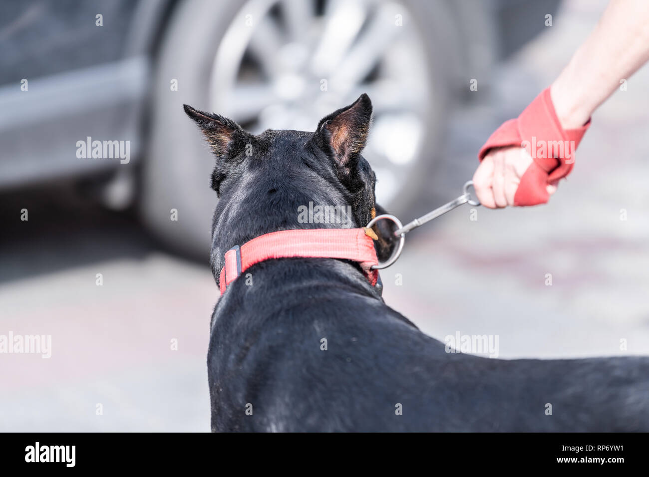 Back of one black doberman dog with hand on leash closeup ears on street in Lviv, Ukraine and car in bokeh background Stock Photo